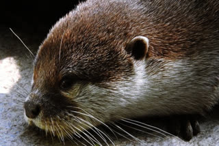 Otters along the banks of the Chaliyar and Iruvanji rivers have turned into a threat to residents of Kozhikode district in Kerala. More than 200 people have been attacked by the aquatic mammals in the Mukkam area over the past 4 years.