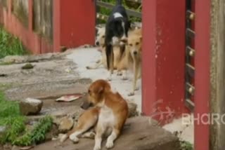 BBMP has completed the survey of stray dogs