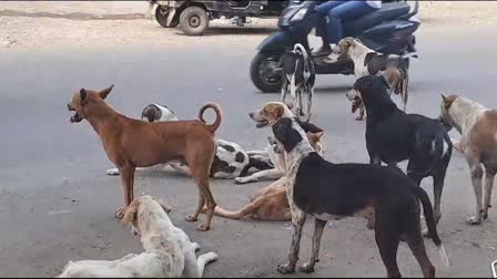 Surat News: સુરતમાં રખડતા શ્વાનનો આતંક યથાવત, બે વર્ષના બાળક ઉપર હુમલો,  terror-of-stray-dogs-continues-in-surat-stray-dogs-attacked-a-child-in-two-years