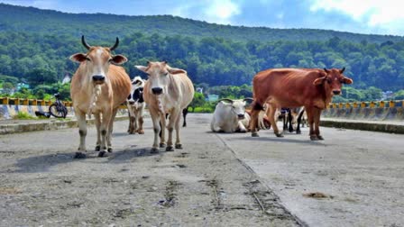 Stray Animals Himachal