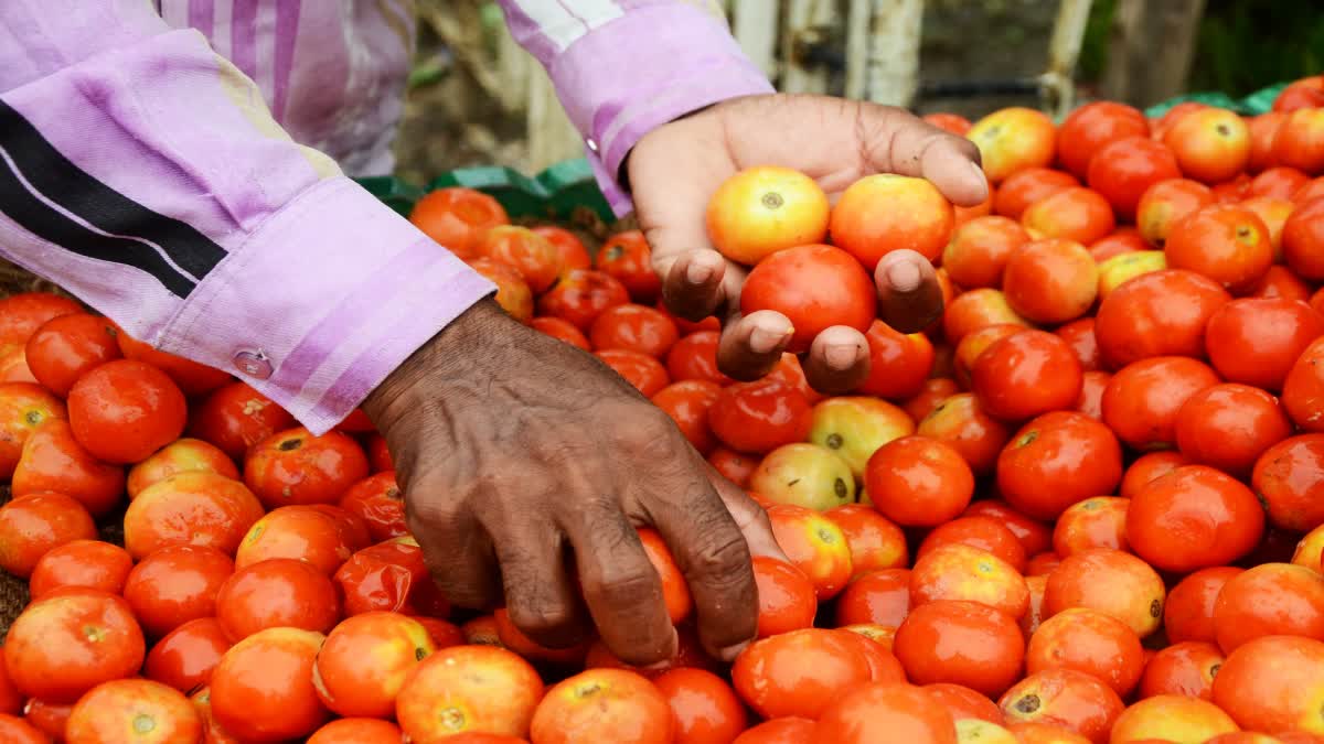 TOMATO PRICE HIKE REASON  VEGETABLES PRICE IN KERALA  കേരളത്തിലെ പച്ചക്കറി വില  തക്കാളി വില കേരളം