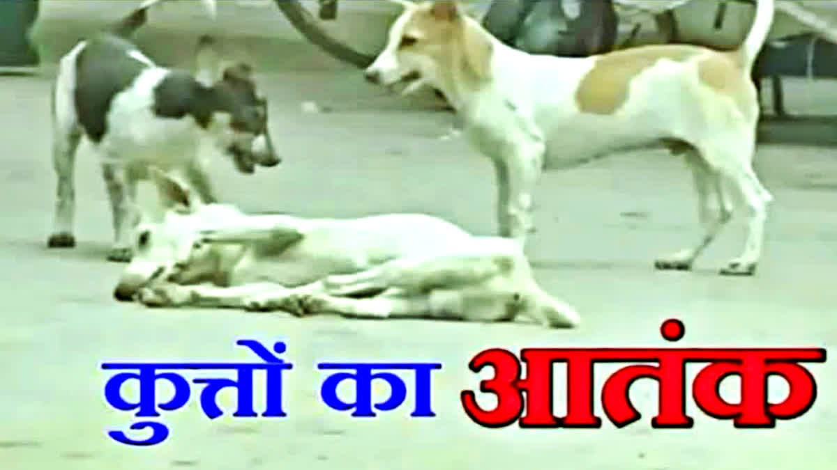 dog terror in Bettiah