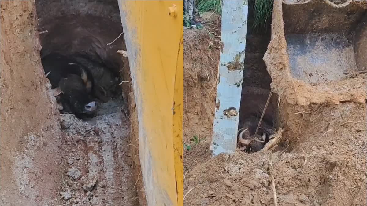 BISON FELL IN WELL  THIRUVANANTHAPURAM VITHURA BISON  വിതുരയിൽ കാട്ടുപോത്ത് കിണറ്റിൽ വീണു  Bison Fell Into well Was Rescued