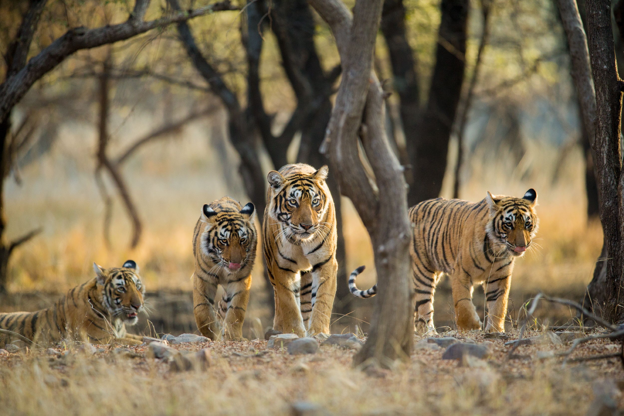 MP TIGER DEATHS HIGHEST