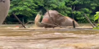 Elephants Seek Shelter From Floods In Northern Thailand