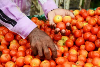 TOMATO PRICE HIKE REASON  VEGETABLES PRICE IN KERALA  കേരളത്തിലെ പച്ചക്കറി വില  തക്കാളി വില കേരളം