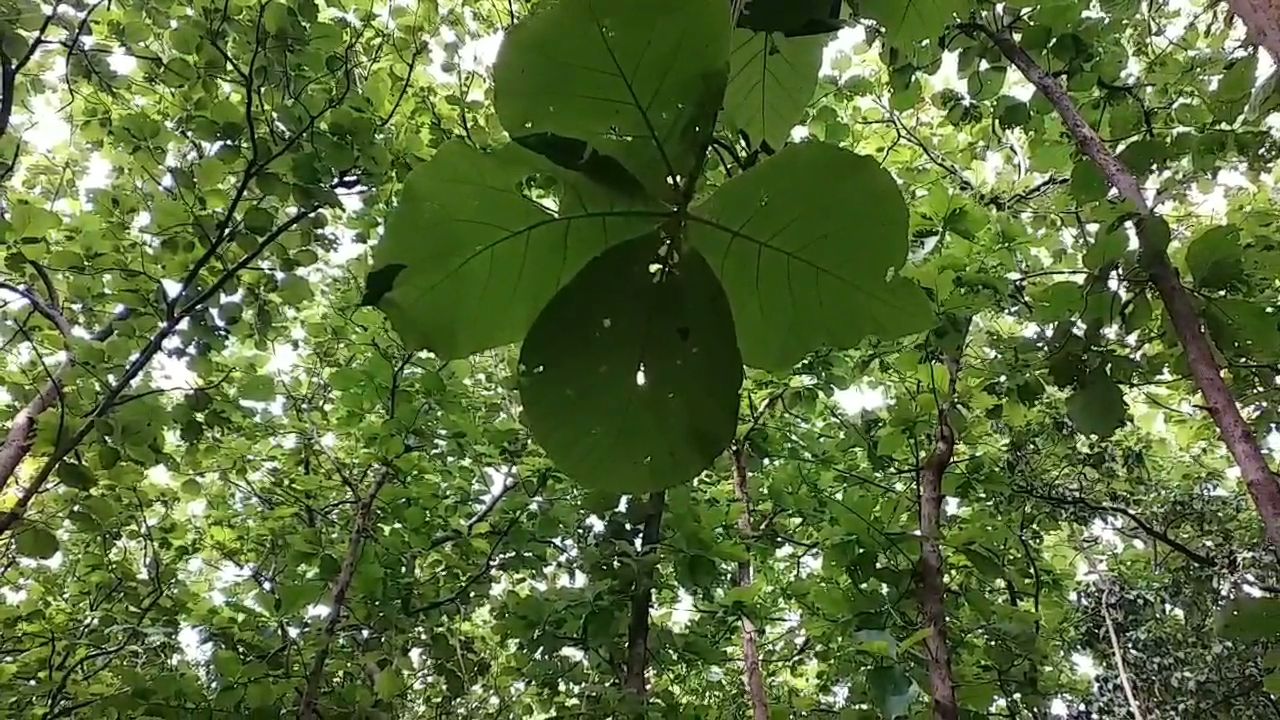 ઇકો સેન્સેટિવ ઝોન