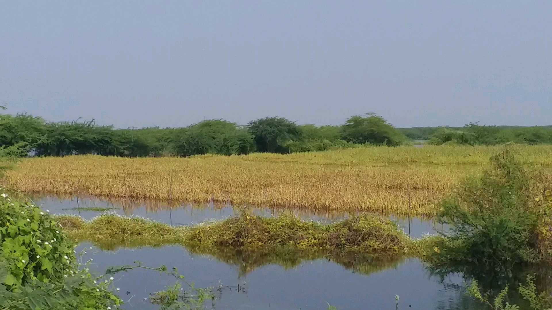 ખેતરોમાં ઘૂંટણ સમા પાણી