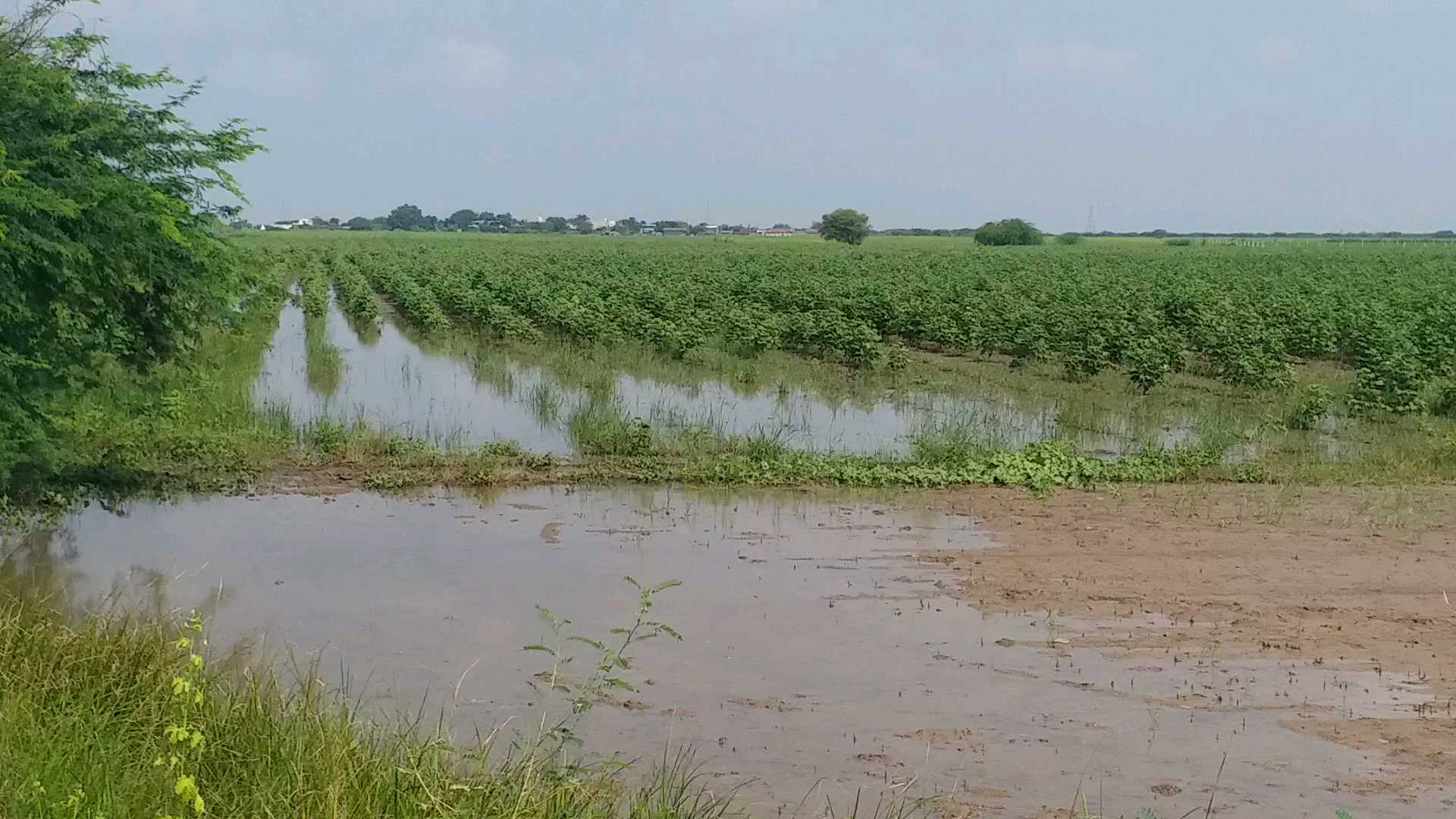 ખેતરમાં ભરાયેલા પાણી