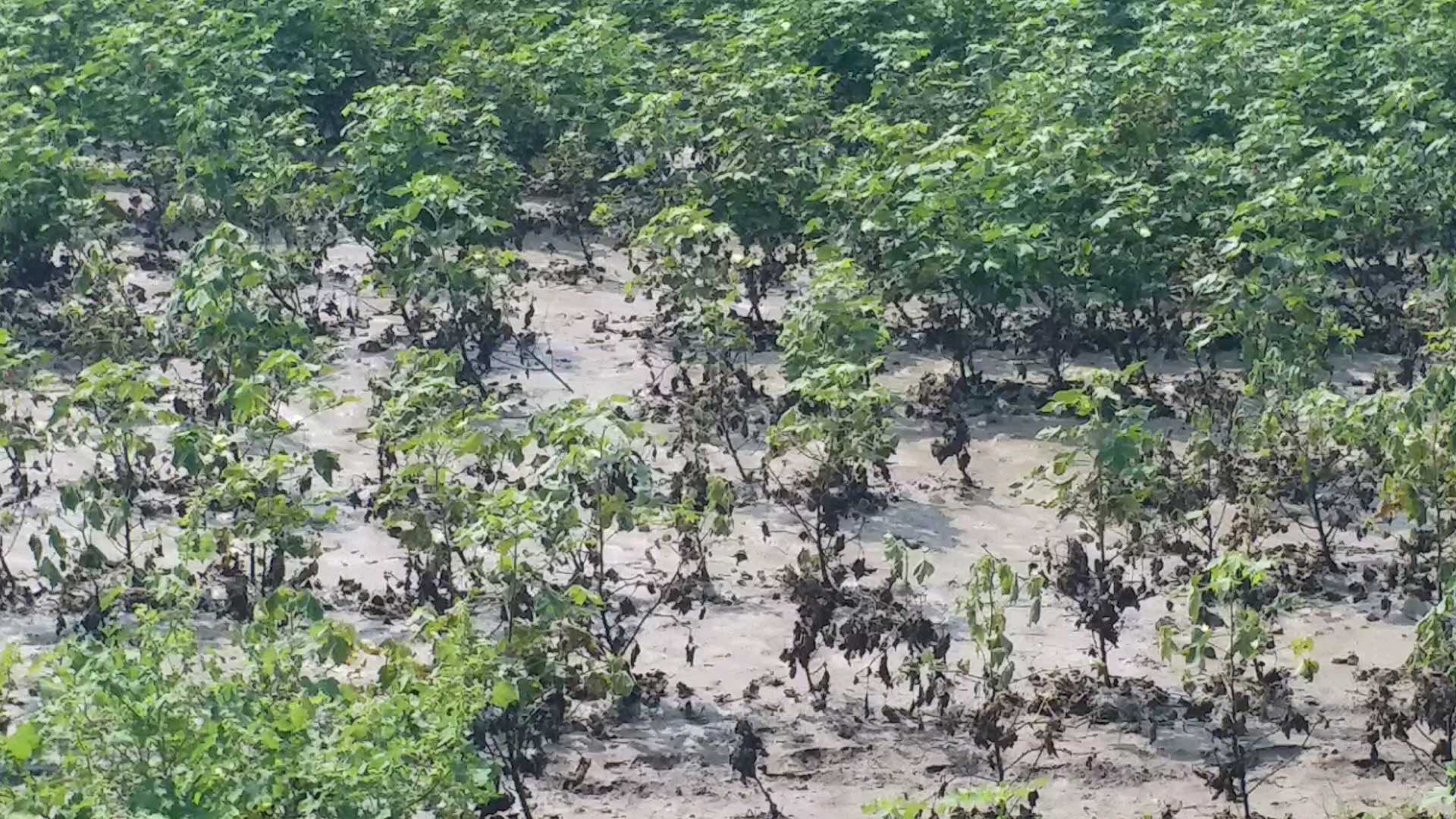 કપાસને નુકસાન