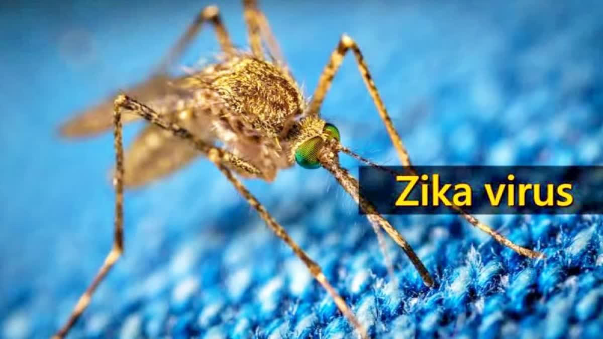 zika virus case in thalassery Kerala