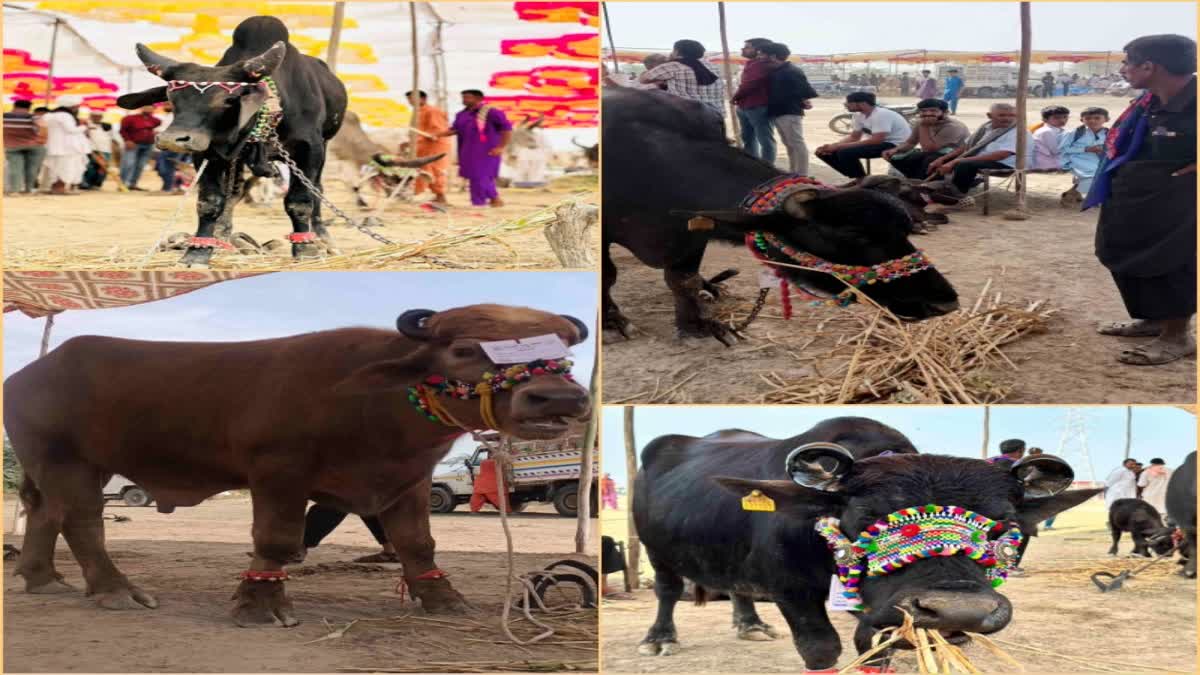 Kutch Banni Animal Fair : કચ્છ બન્ની પશુ મેળામાં લાખેણી ભેંસોની દૂધ આપવાની ક્ષમતા અને તંદુરસ્તી મહત્ત્વની, પશુઓનું ખરીદ વેચાણ બજાર