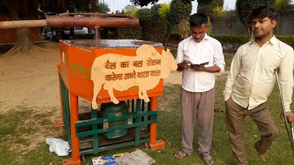 Electricity using bulls to be used for illuminating cowsheds in Meerut