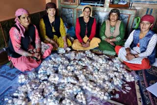 Mushroom Cultivation in Himachal