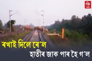 railway guards stop tarin allowing elephant herd to cross railway track