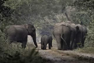 Vivek Express stopped to let herd of wild elephants to pass in Assam
