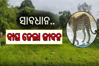 ମହିଳାଙ୍କୁ ଝାମ୍ପି ନେଲା ବାଘ ,ଜଙ୍ଗଲରୁ ଉଦ୍ଧାର ହେଲା ମୃତଦେହ