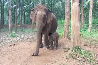 Etv Bharatsakrebailu-elephant-camp-elephant-banumathi-gave-birth-to-a-baby-elephant