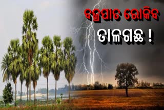 ବଜ୍ରପାତଜନିତ କ୍ଷୟକ୍ଷତି ରୋକିବାକୁ ରୋପଣ କରାଯିବ ୧୯ ଲକ୍ଷ ତାଳଗଛ