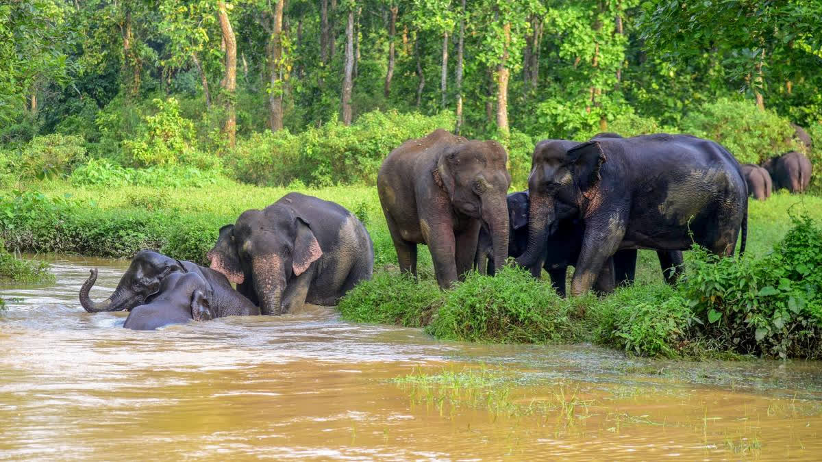 Following the deaths of 10 elephants, Bandhavgarh officials were suspended for lapses, whilst initial reports ruled out pesticides as a cause, pending further investigation.