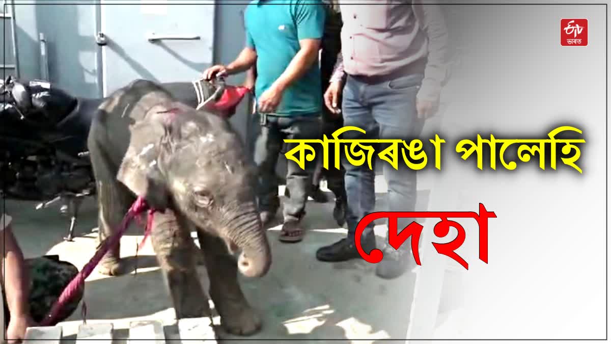 Elephant calf rescued