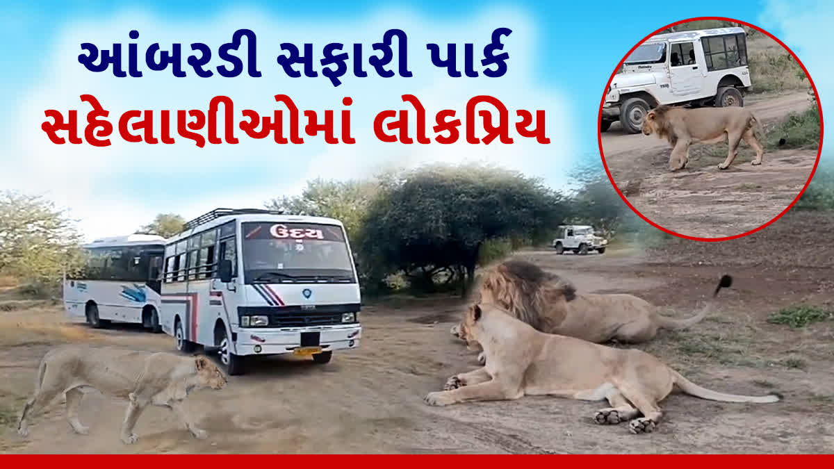 આ દિવાળીમાં આંબરડી સફારી પાર્ક સહેલાણીઓમાં લોકપ્રિય