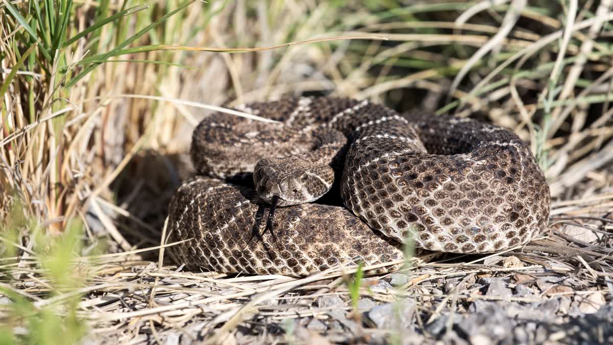 Mandla Python Grab Old Man Neck To Death