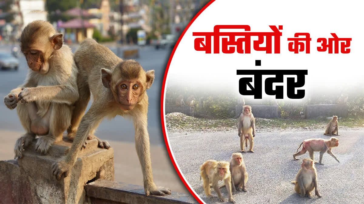 INDIAN MONKEY BREED RESEARCH