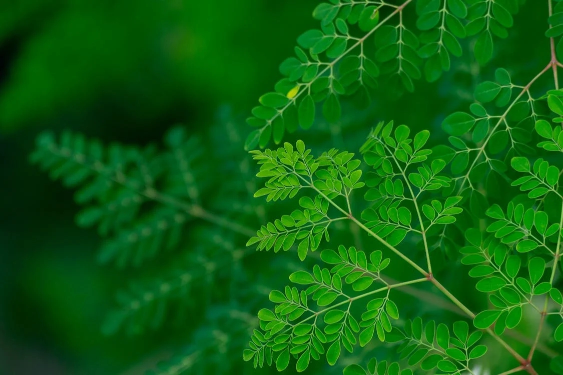 Moringa