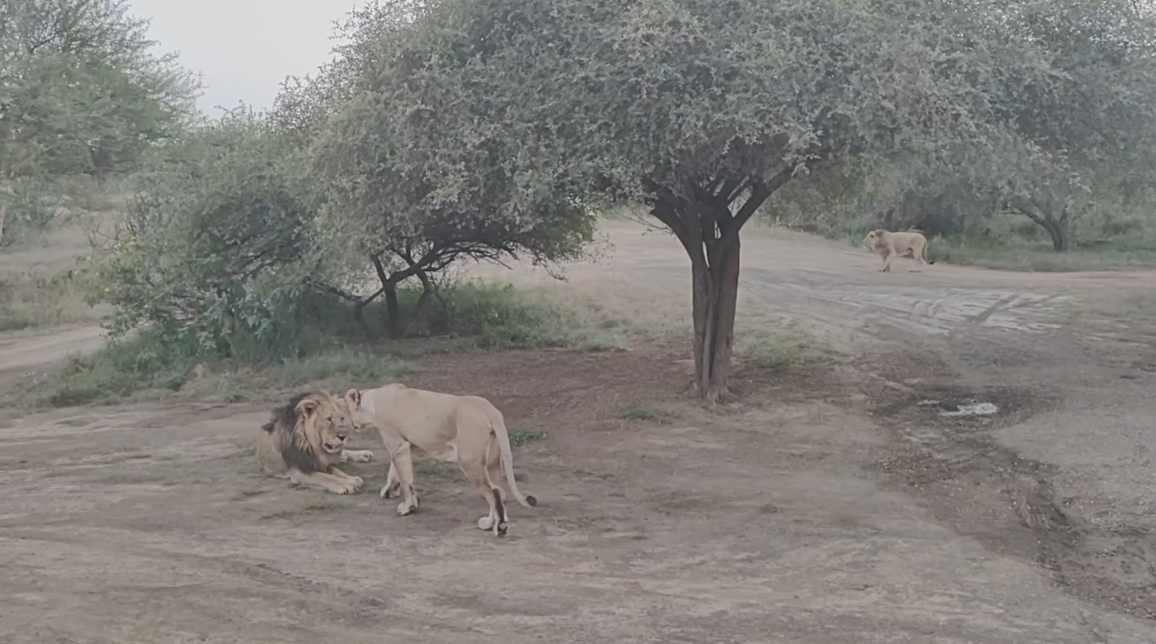 આંબરડી સફારી પાર્ક સહેલાણીઓમાં લોકપ્રિય