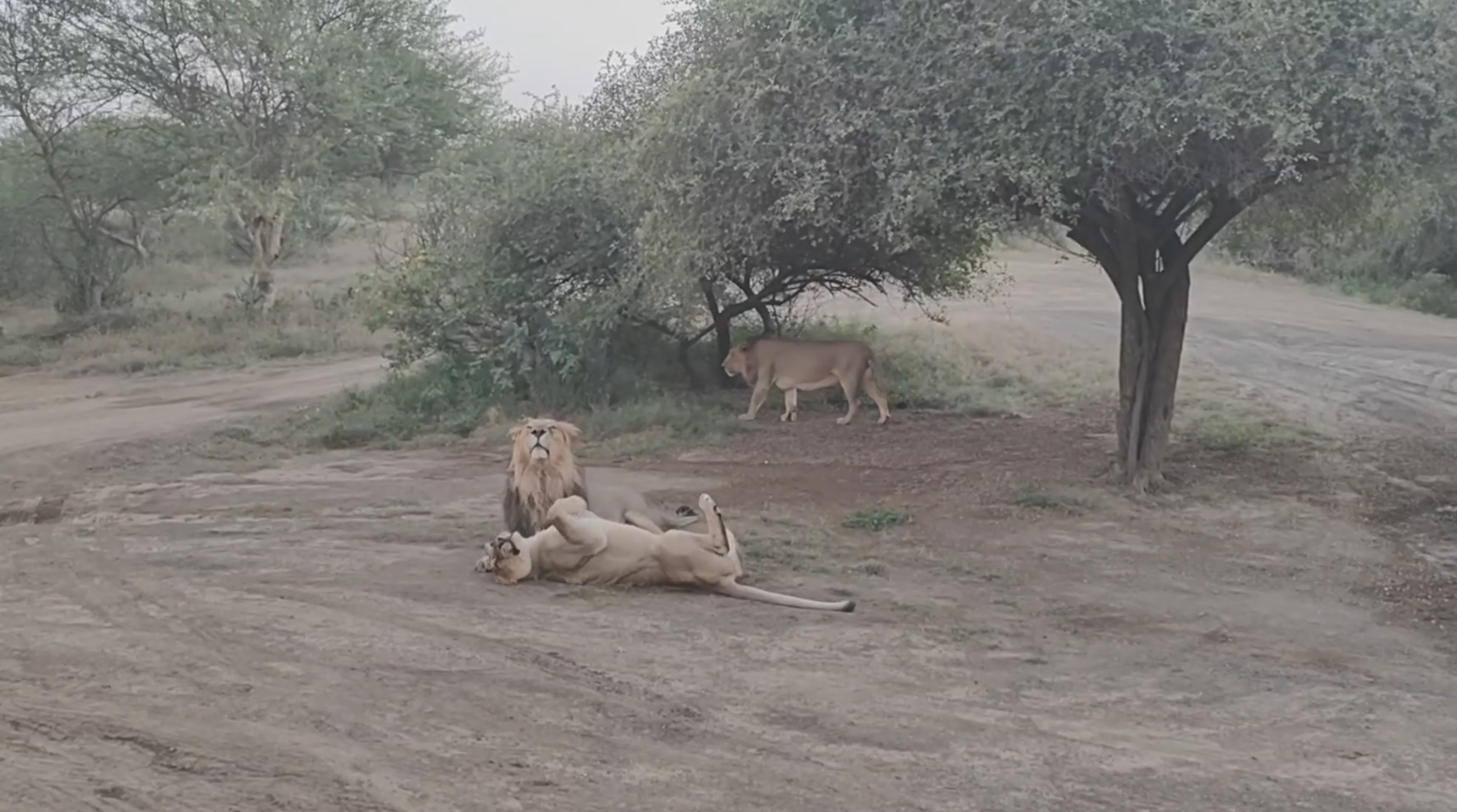 આંબરડી સફારી પાર્ક સહેલાણીઓમાં લોકપ્રિય