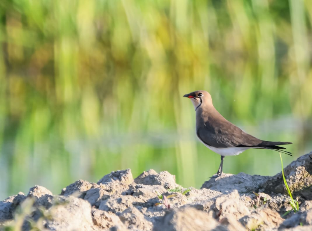 Rare Bird Sightings in Kashmir's Hokersar Wetland