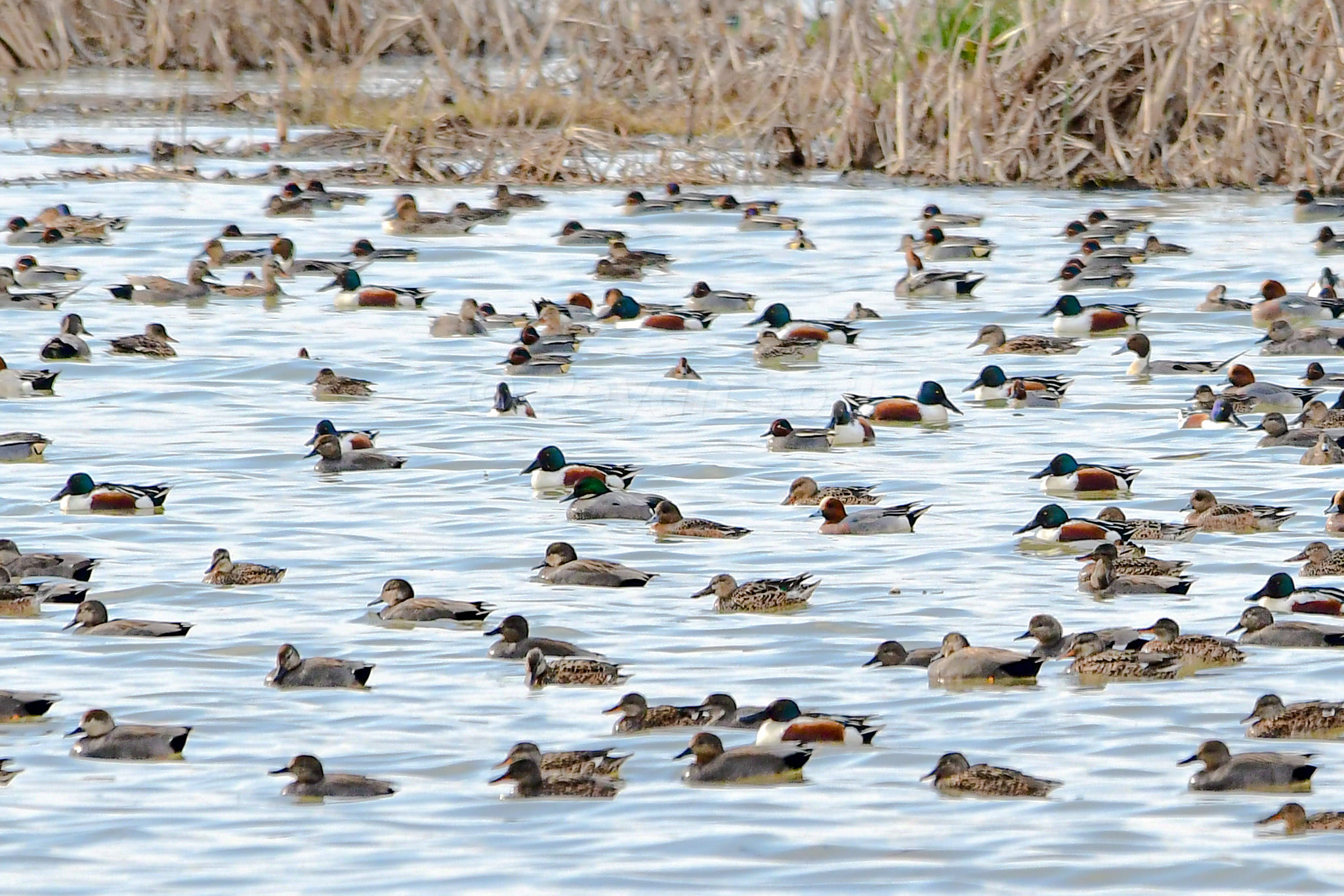 Falcated Duck