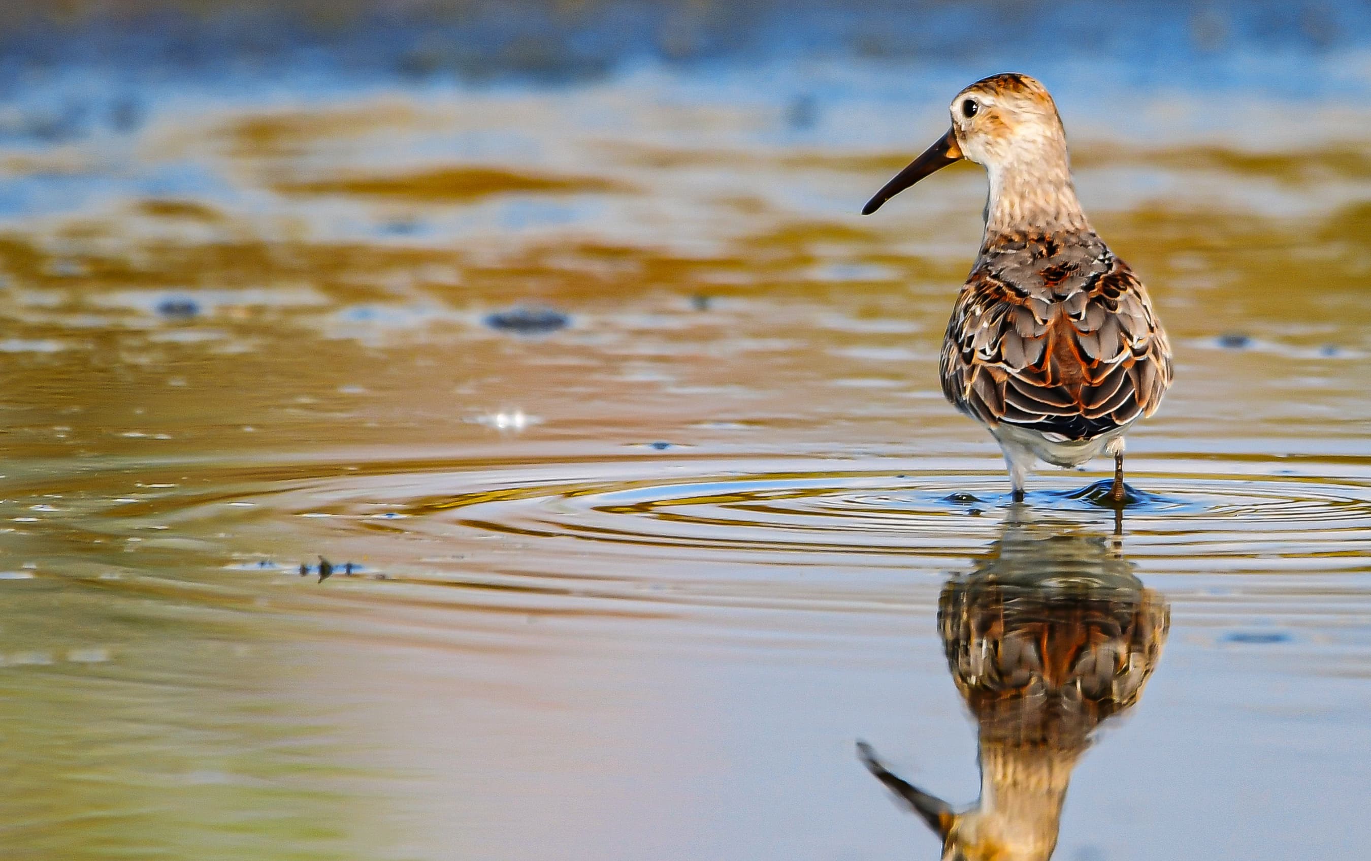 Rare Bird Sightings in Kashmir's Hokersar Wetland