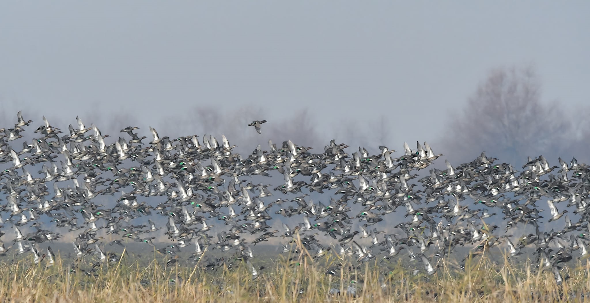 Rare Bird Sightings in Kashmir's Hokersar Wetland