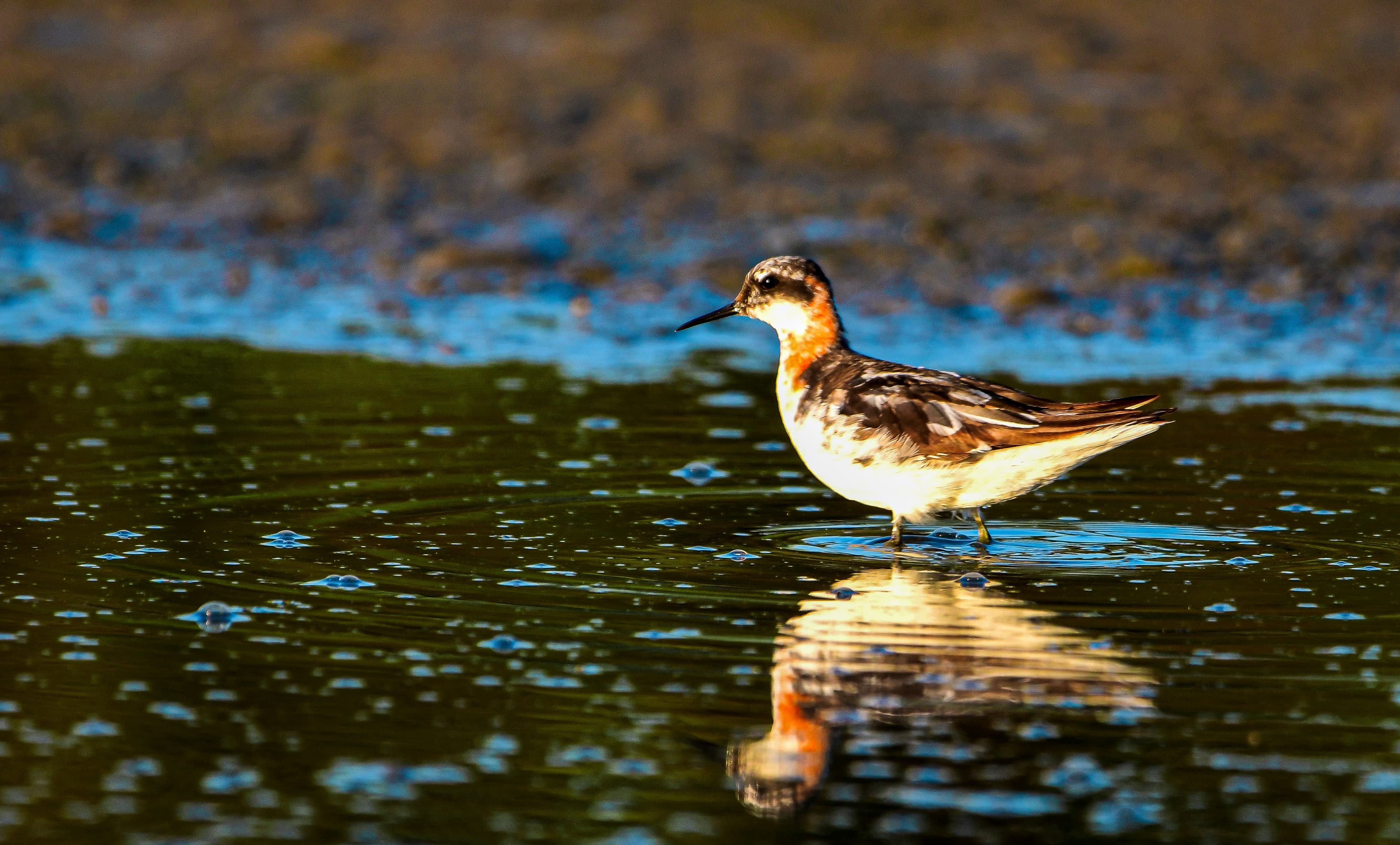 Rare Bird Sightings in Kashmir's Hokersar Wetland