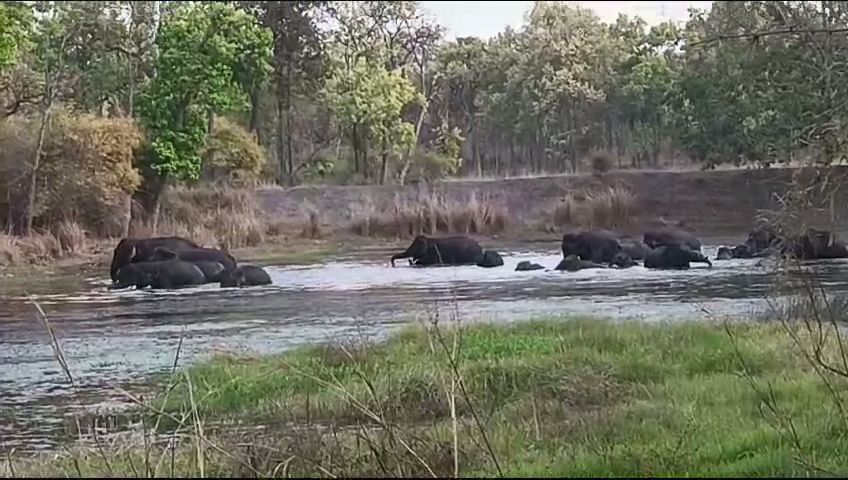 ELEPHANTS INCREASED BANDHAVGARH