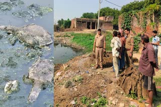 जानवरों के तालाब के पास जाने पर लगाई गई रोक.