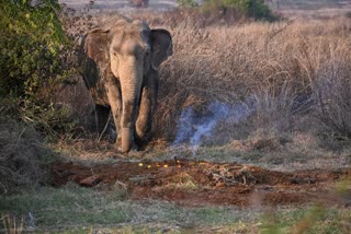 50 UNNATURAL ELEPHANT DEATHS