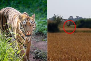 TIGER IN BICHHIYA VILLAGE