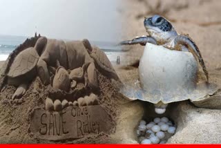 Save Olive Ridley