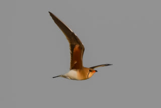 Rare Bird Sightings in Kashmir's Hokersar Wetland