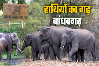 BANDHAVGARH ELEPHANT PERMANENT HOME