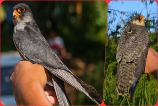 Termites Drive Millions Of Amur Falcons To Northeast