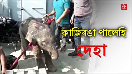 Elephant calf rescued