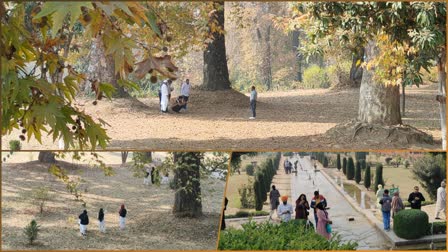 Majestic Chinar Trees Paint Kashmir In Magical Hues Again This Autumn