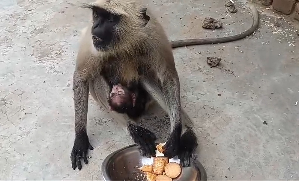 Monkeys moving cities for food