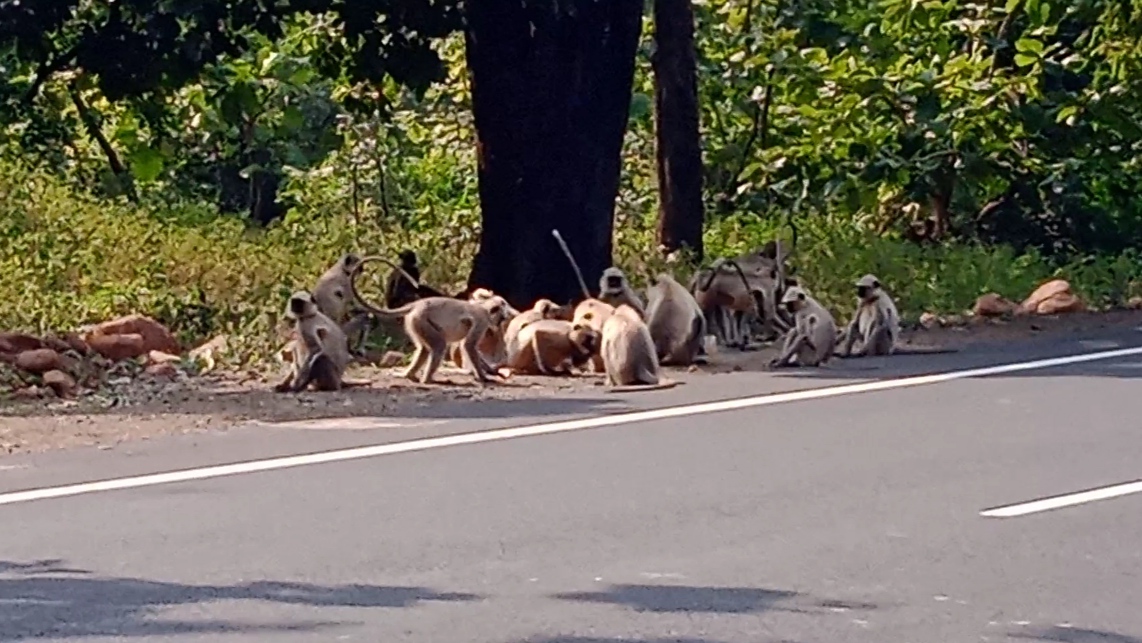 Monkeys moving residential areas