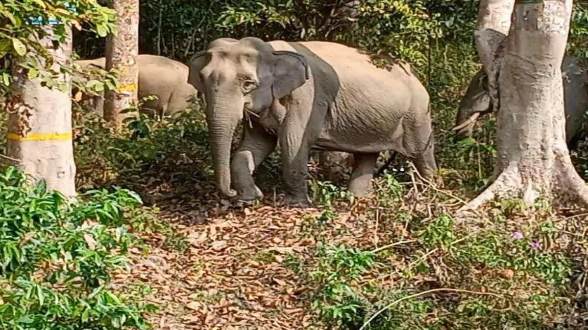 Gorumara National Park