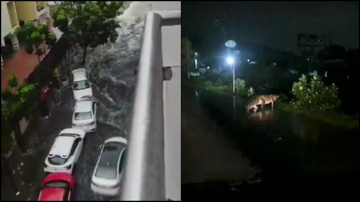 Cars washed away in water and crocodile crossing road